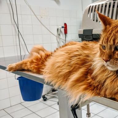 Vorschau von Tierarzt Freising Dr. Heller & Dr. Steyer