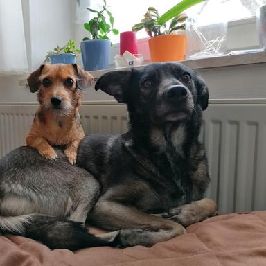Vorschau von Dr.med.vet. Angelika Nelkel Tierärztin